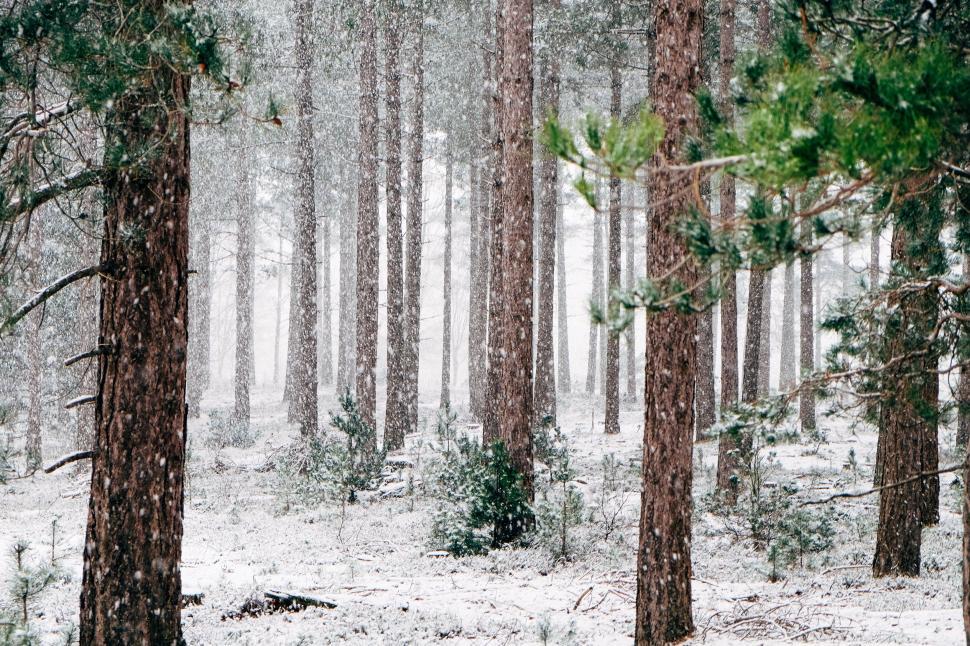 Free Image of Snow-covered Trees in a Dense Forest 