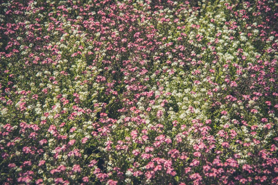 Free Image of Pink and White Flowers Blooming in Field 