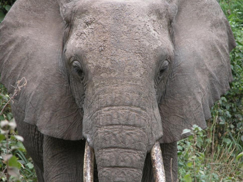 Free Image of Close Up of an Elephant in a Field 