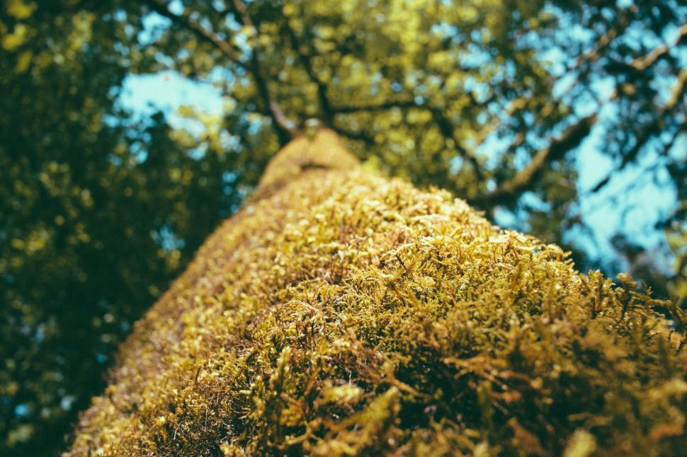 Free Image of Moss Covered Tree Trunk in Forest 