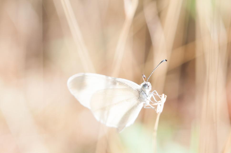 Free Image of White Butterfly Perched on Plant 