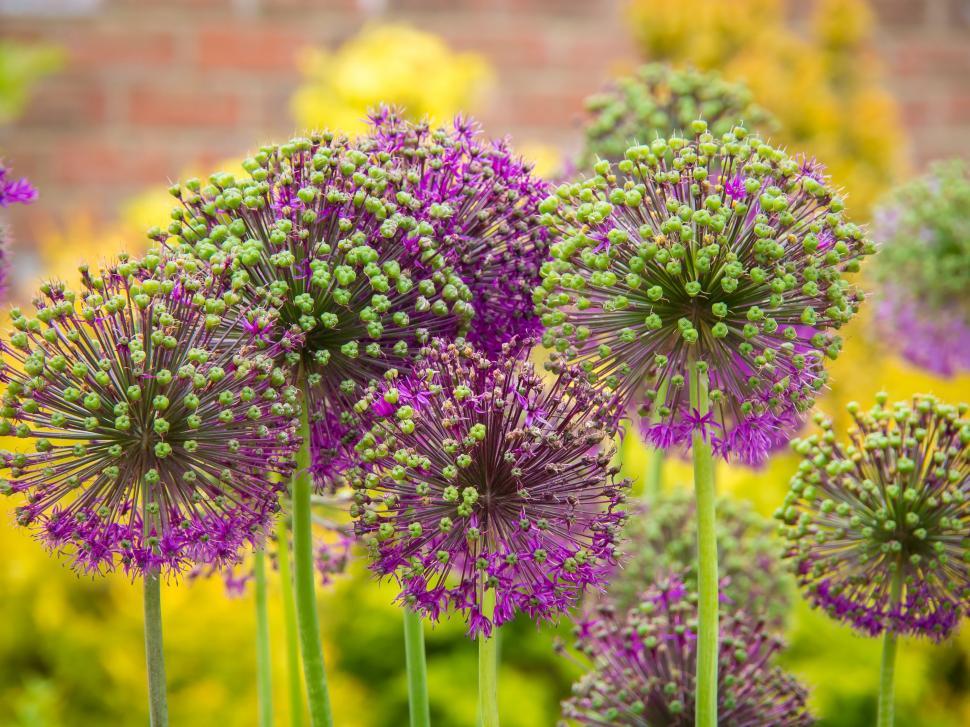 Free Image of Cluster of Purple Flowers in a Garden 