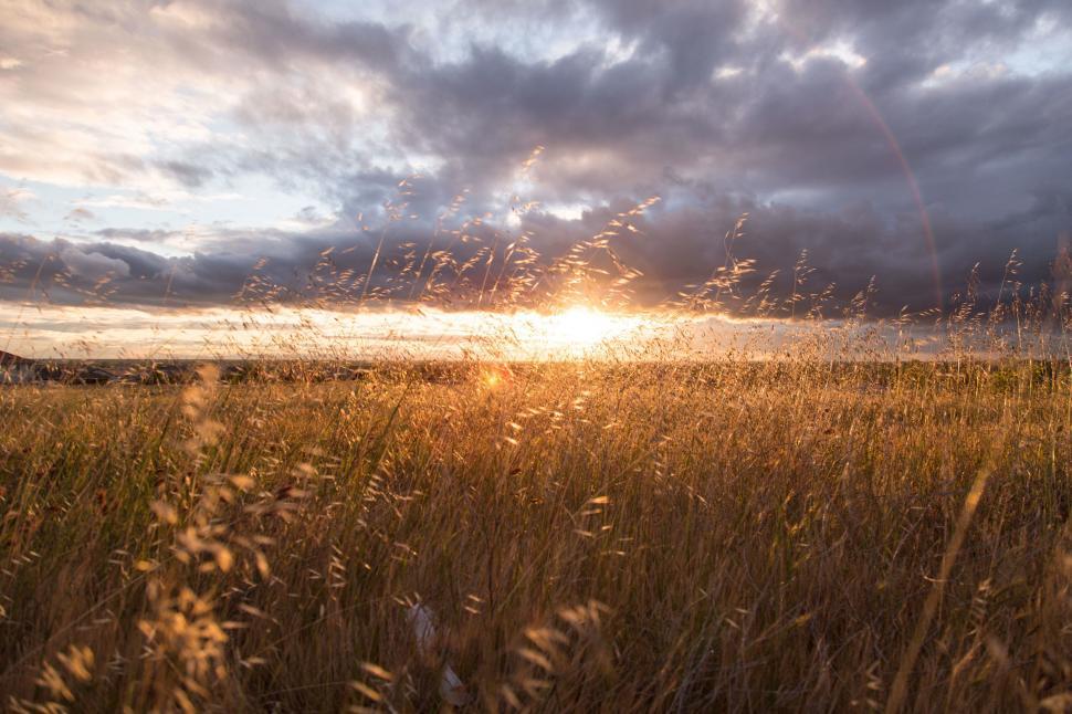 Free Image of Sun Setting Over Field of Tall Grass 