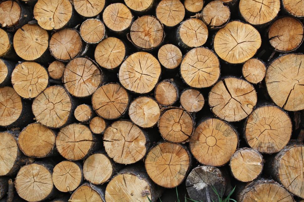 Free Image of Stack of Cut Logs in Forest Clearing 