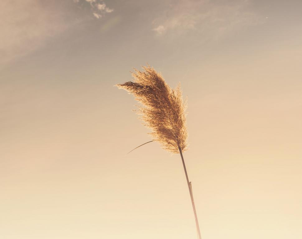 Free Image of Tall Grass Blowing in the Wind on a Beach 