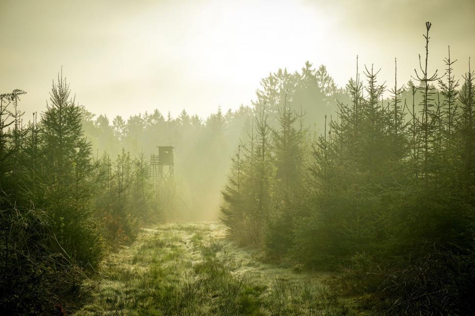 Free Image of Dense Forest in Foggy Weather 