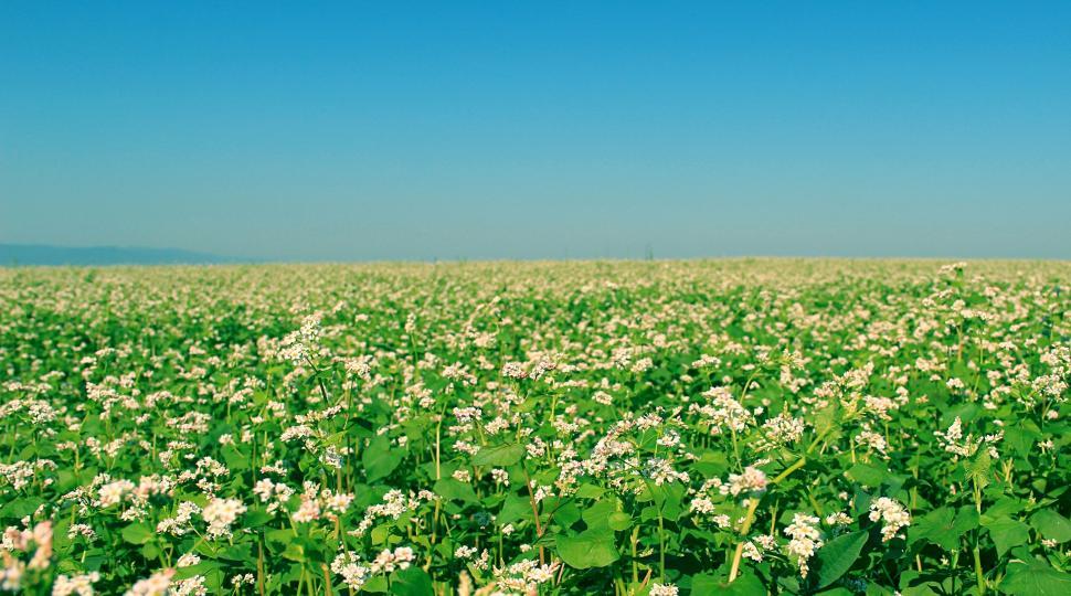 Free Image of Field of White Flowers Under Blue Sky 