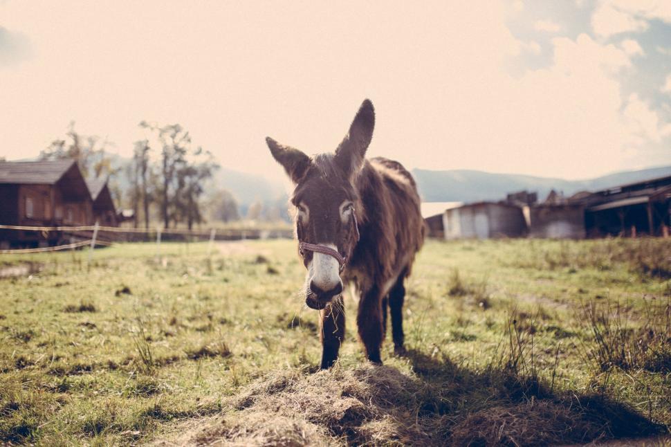 Free Image of Donkey Standing on Grass Covered Field 