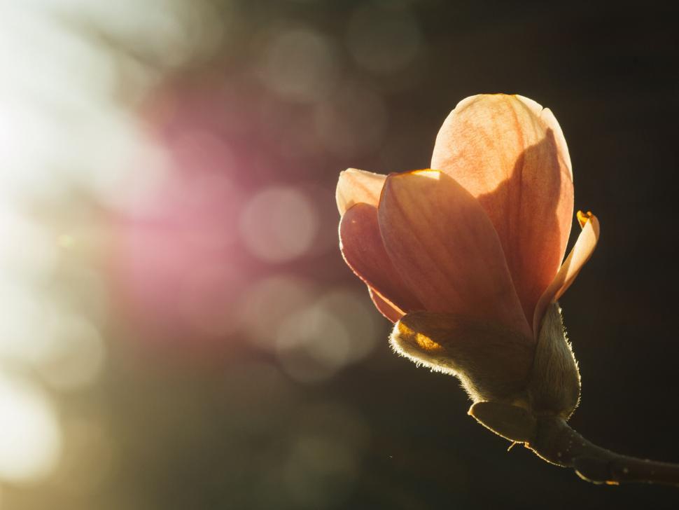 Free Image of Close Up of a Flower With Blurry Background 