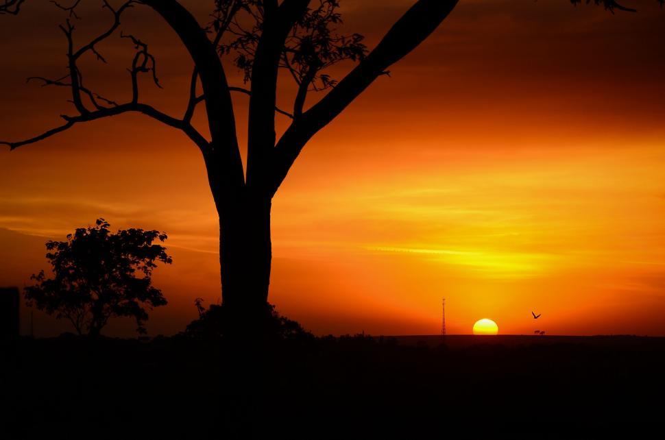 Free Image of Sunset Behind Tree in Field 