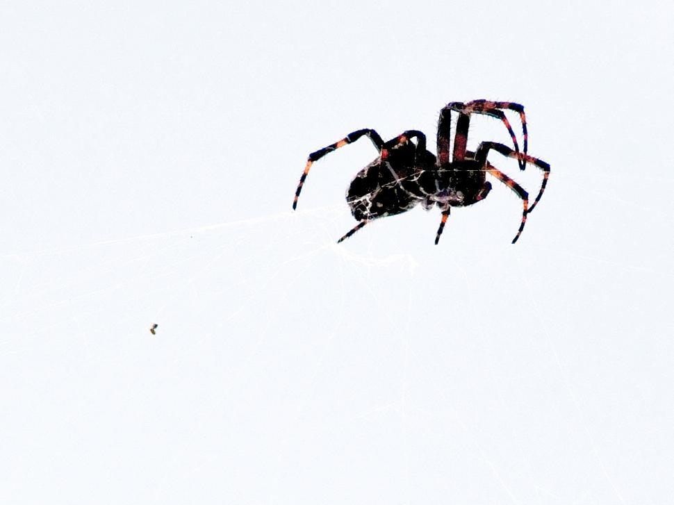 Free Image of The spider 