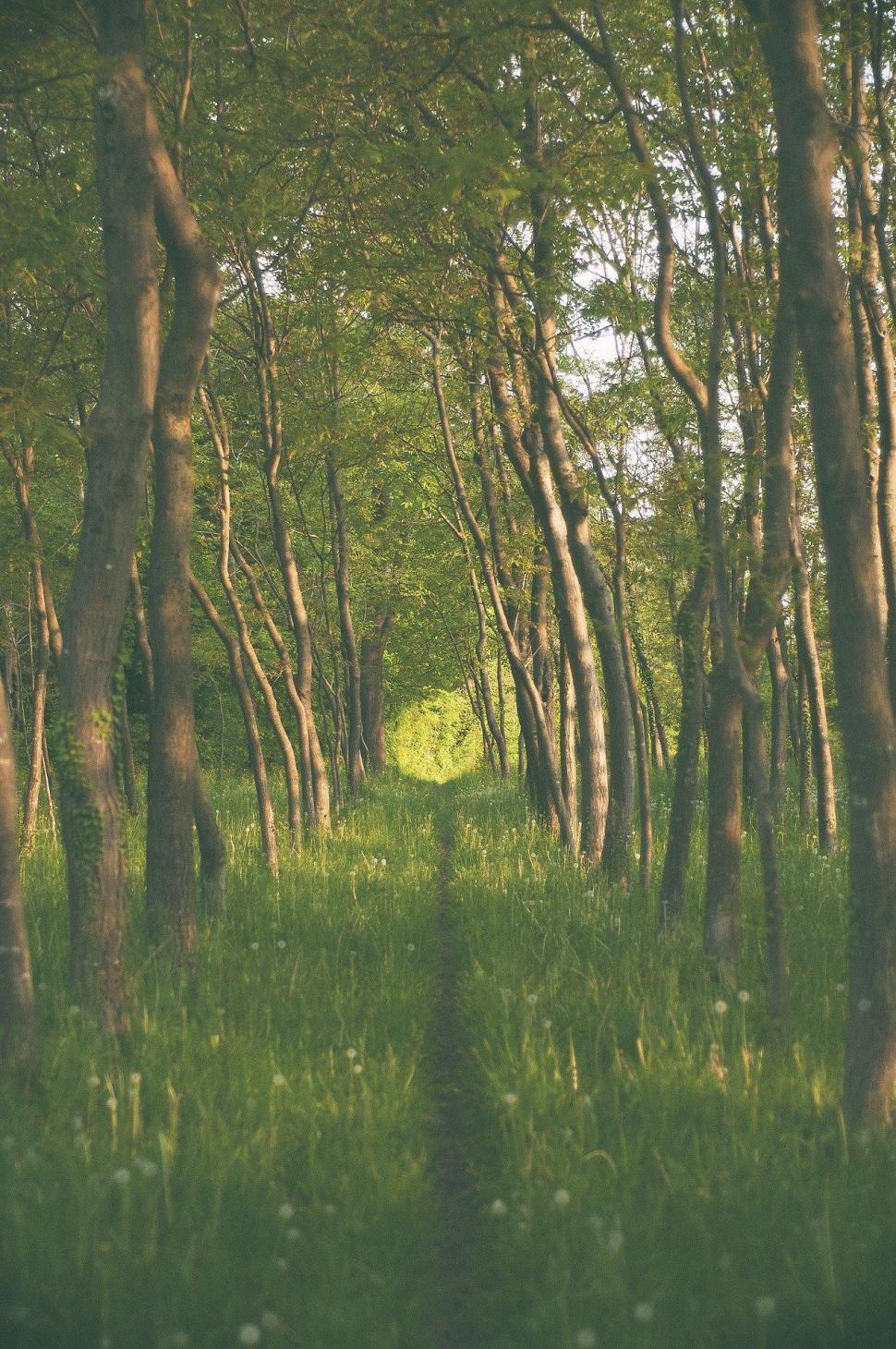 Free Image of Dense Green Forest With Numerous Trees 