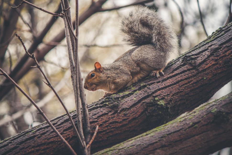 Free Image of Squirrel Sitting on Top of Tree Branch 