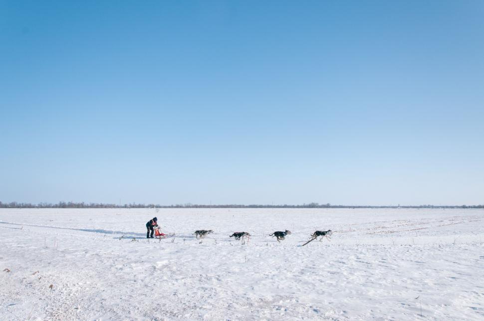 Free Image of Man Walking Dog Team Across Snow Covered Field 