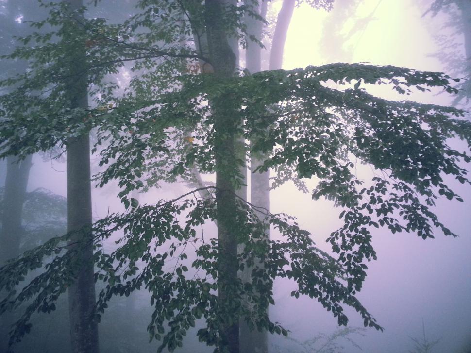 Free Image of Misty Forest With Dense Tree Cover 