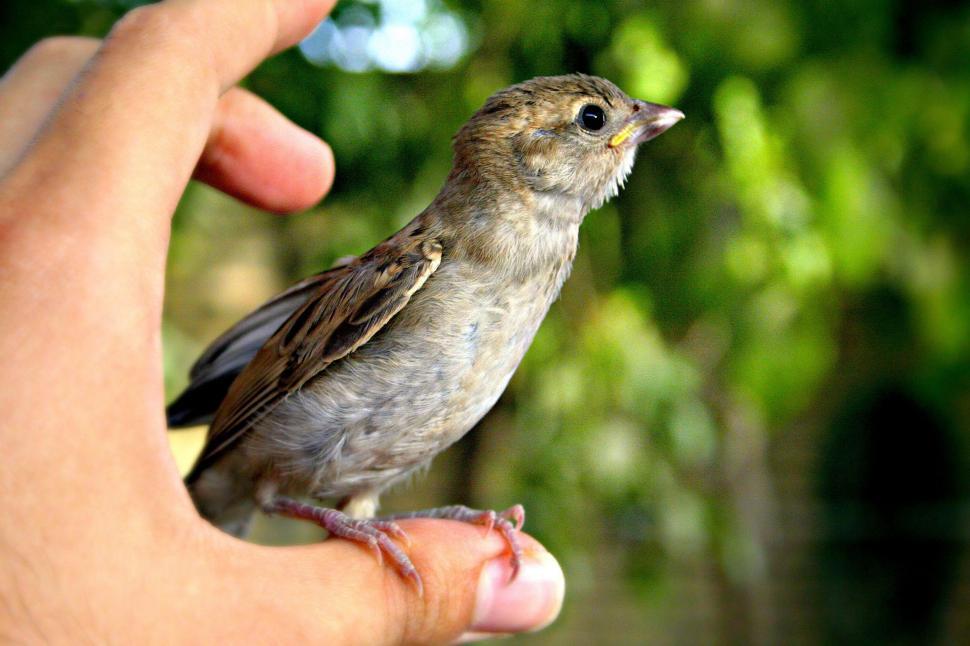 Free Image of Small Bird Perched on Persons Hand 