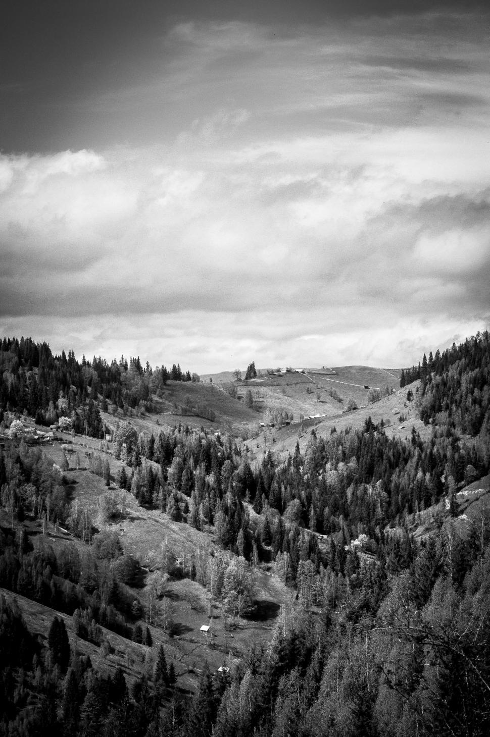 Free Image of Dense Black and White Forest Scene 