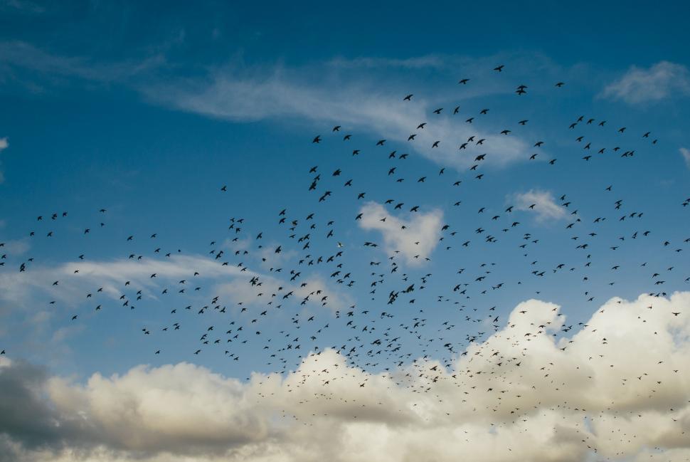 Free Image of A Flock of Birds Flying Through a Cloudy Blue Sky 