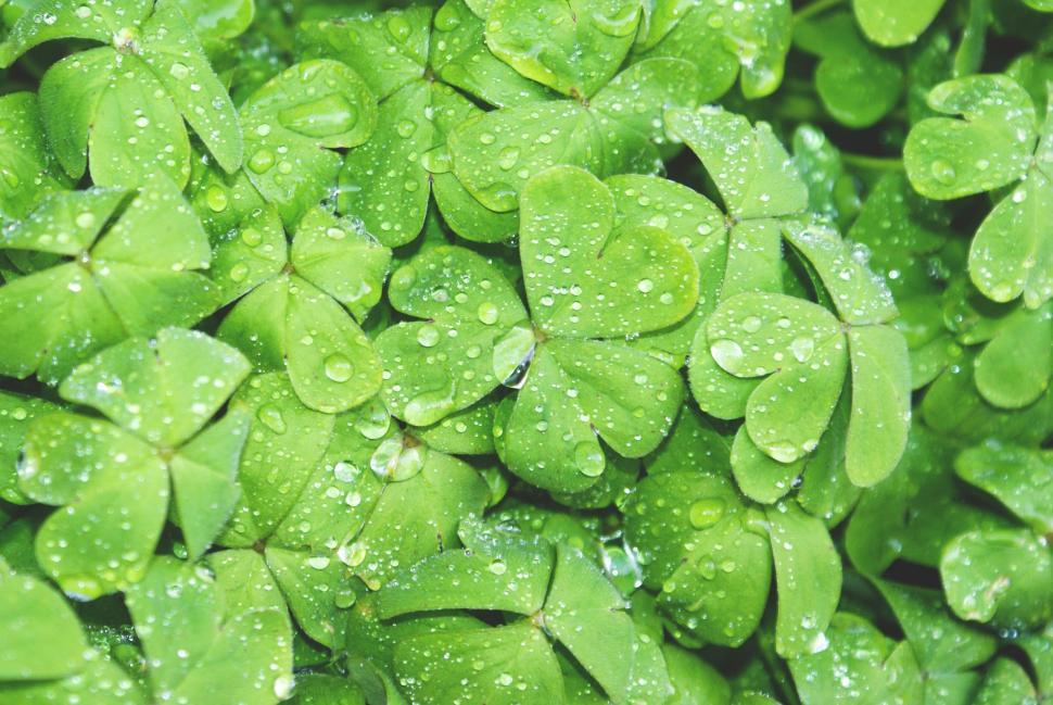Free Image of Lush Green Leaves Covered in Water Droplets 