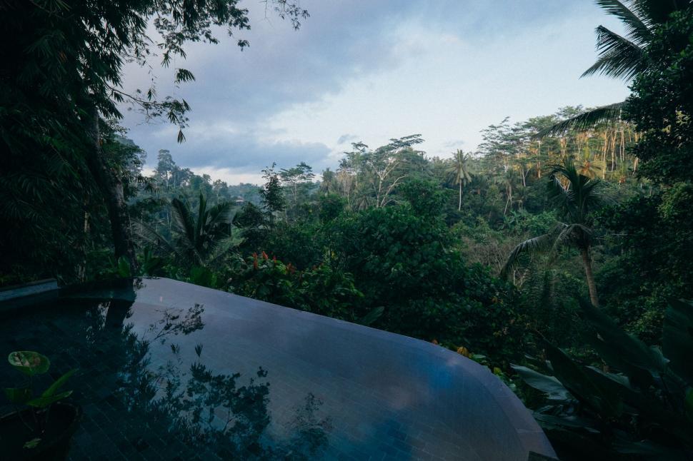 Free Image of Pool Surrounded by Jungle 