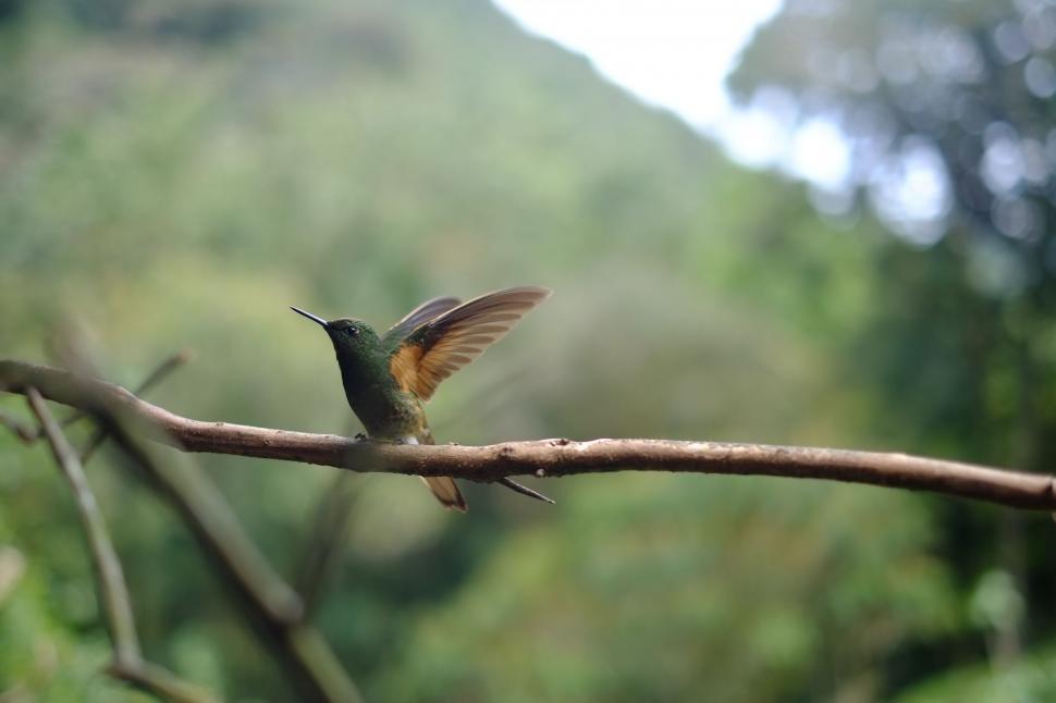 Free Image of Hummingbird Perches on Branch in Forest 