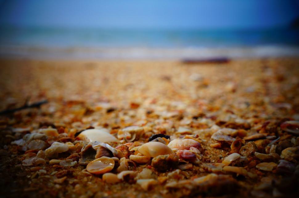 Free Image of Close Up of Shells on a Sandy Beach 