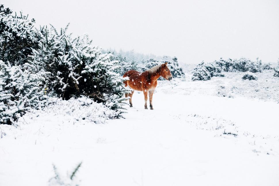 Free Image of Horse Standing in Snowy Field 