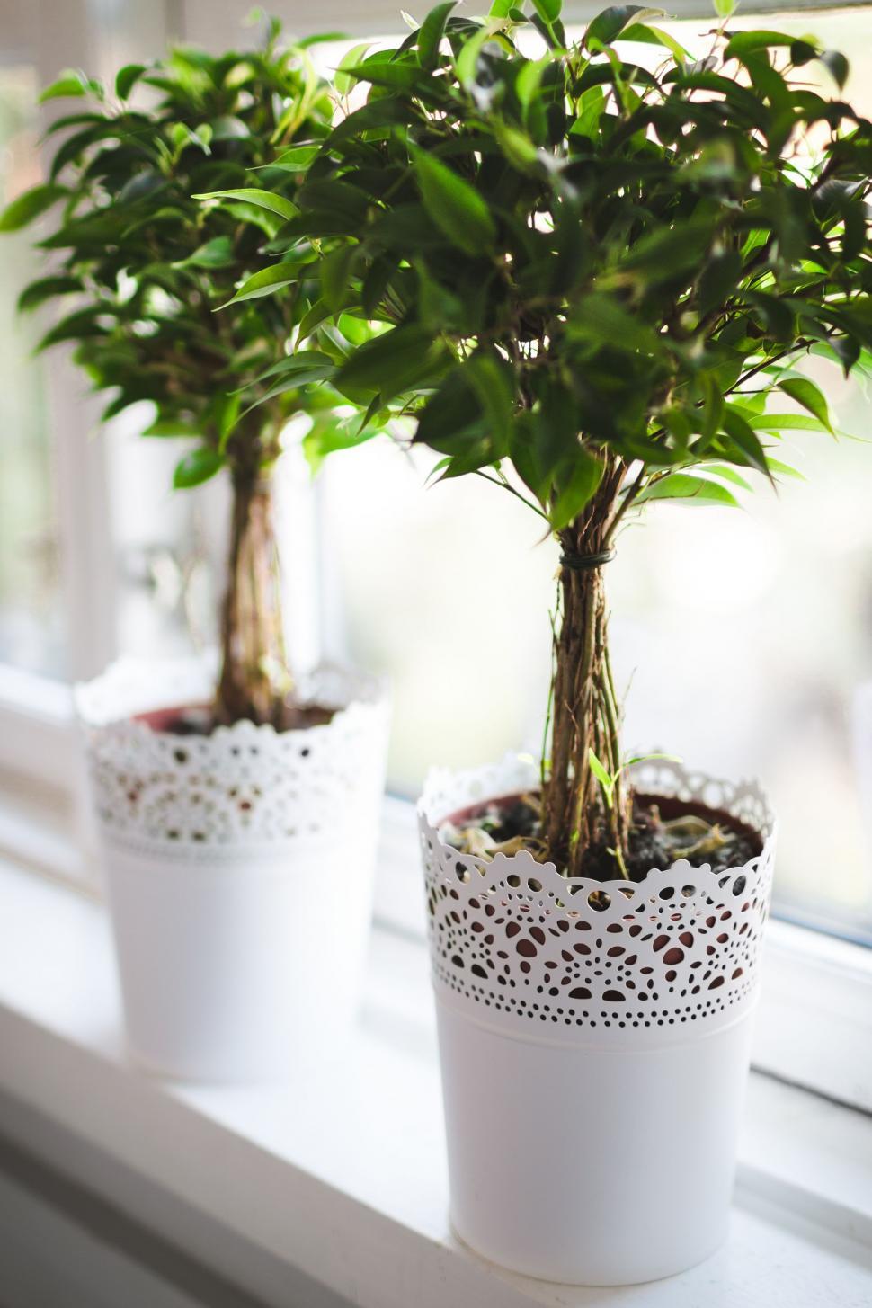 Free Image of Potted Plants on Window Sill 