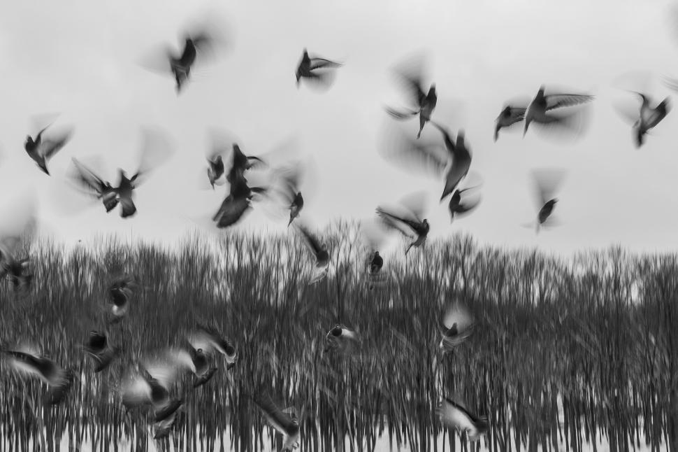 Free Image of Flock of Birds Flying Over Tall Grass 