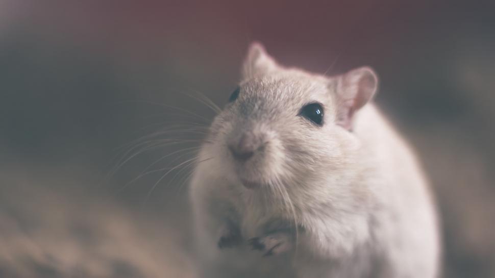 Free Image of Rodent Standing on Hind Legs in Blurry Background 