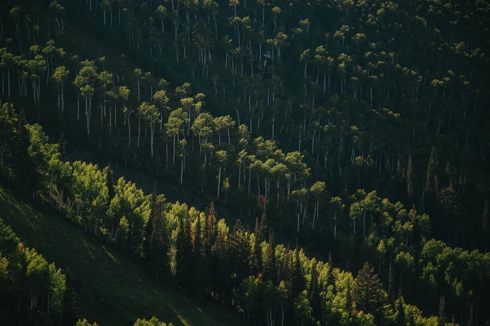 Free Image of Aerial View of a Dense Forest 