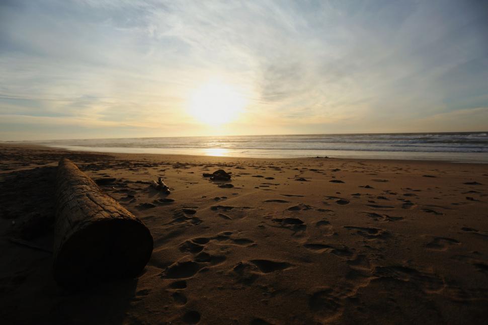 Free Image of Log Resting on Sandy Beach 