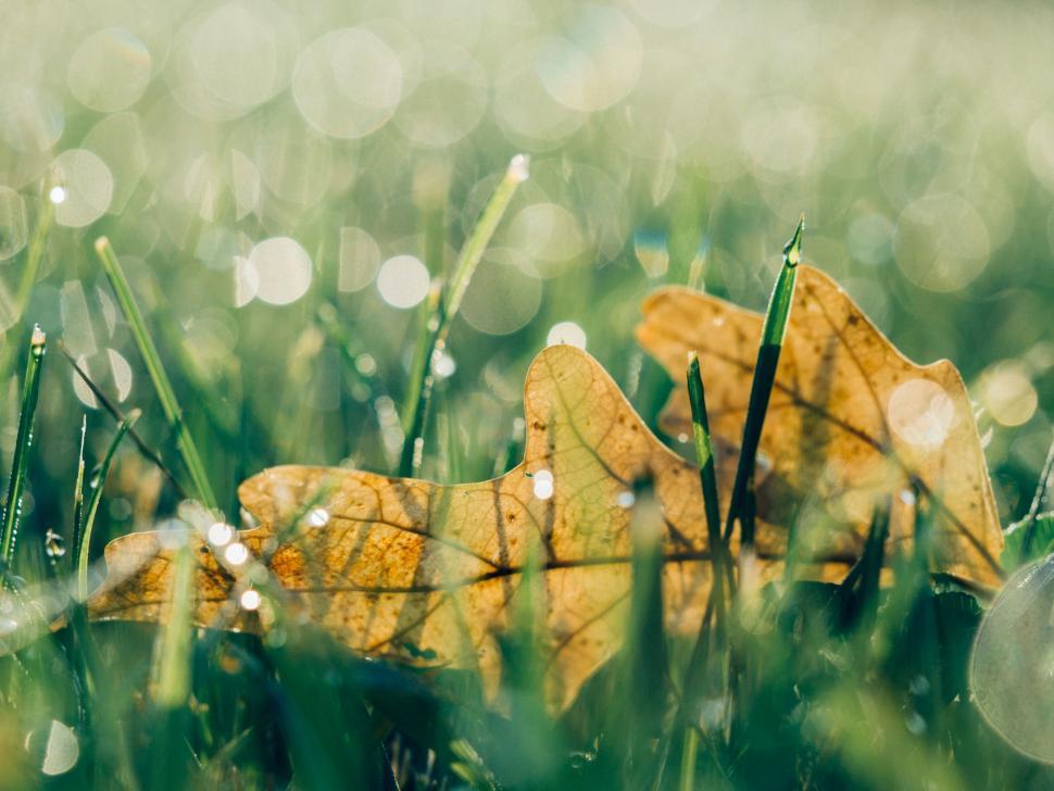 Free Image of Yellow Leaf on Lush Green Field 