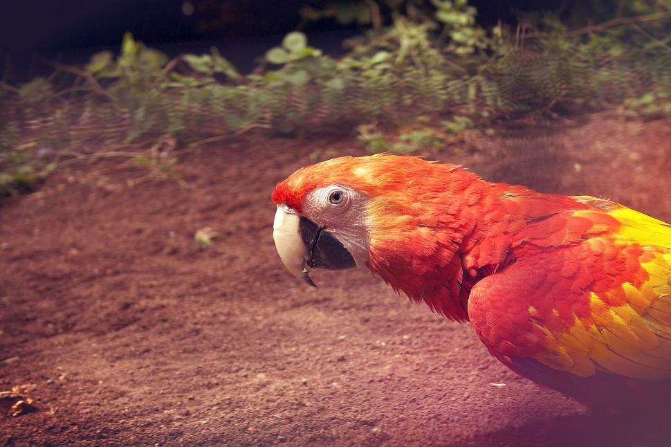 Free Image of Red and Yellow Parrot Perched on Dirt Field 