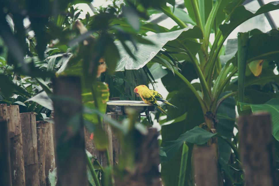Free Image of Bird Perched on Bench in Garden 