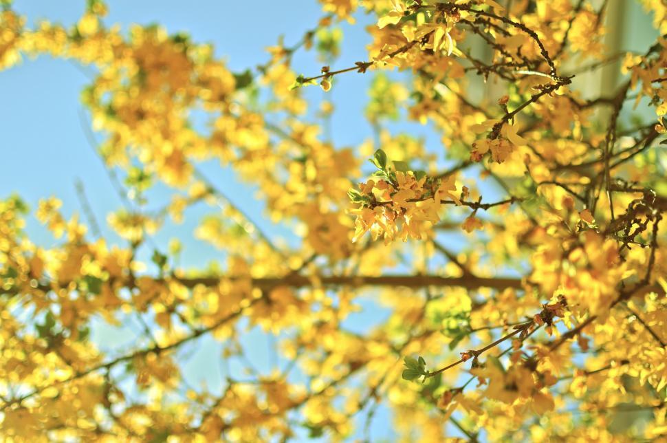 Free Image of Close Up of a Tree With Yellow Flowers 