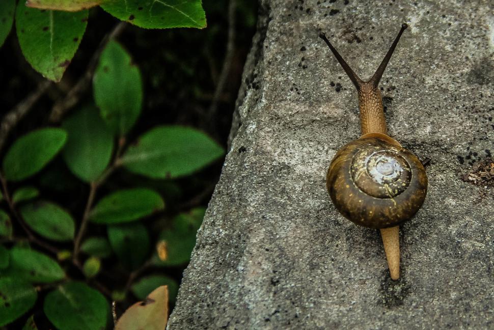 Free Image of Snail Crawling on Rock Near Bush 