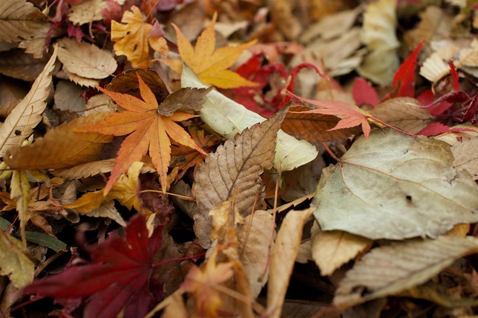 Free Image of Piles of Fallen Leaves on the Ground 