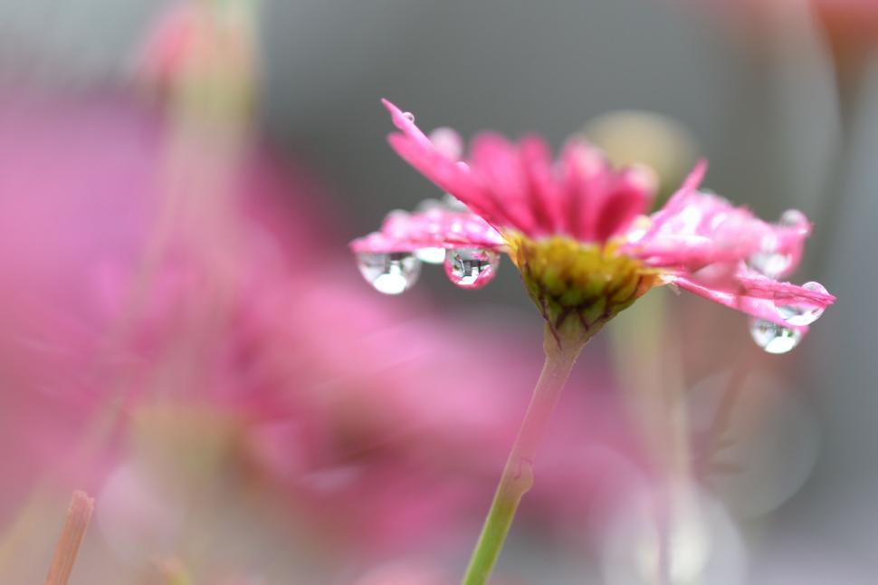 Free Image of Pink Flower With Water Droplets 