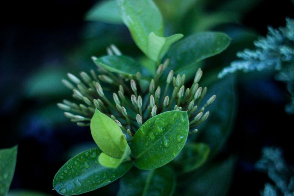 Free Image of Close-Up of a Plant With Green Leaves 