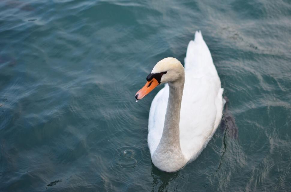 Free Image of White Swan Floating on Body of Water 