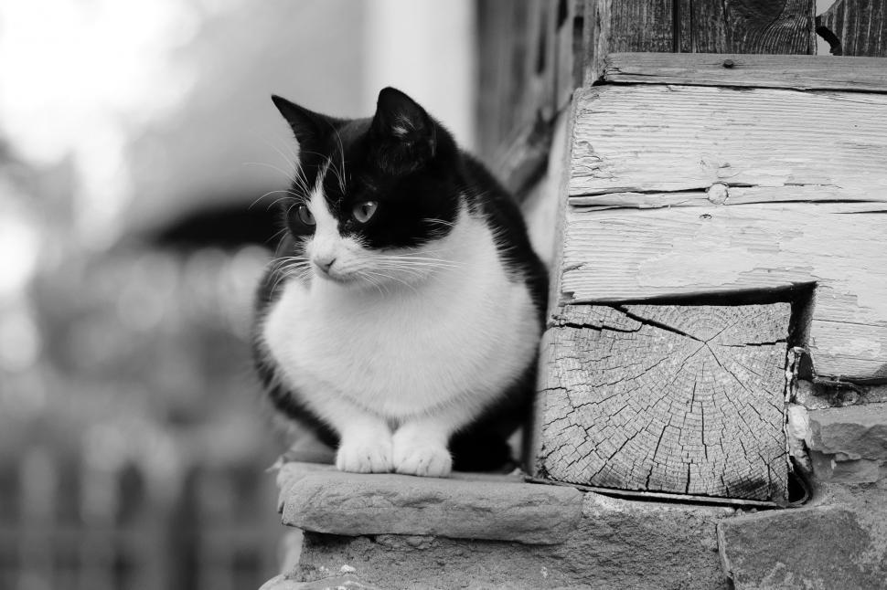 Free Image of Black and White Cat Sitting on Ledge 