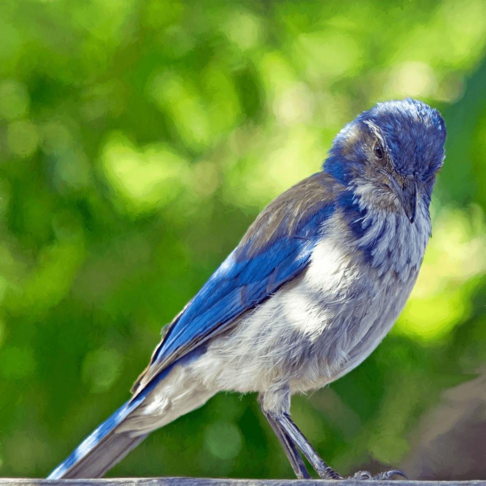 Free Image of Blue and White Bird Perched on Wooden Table 