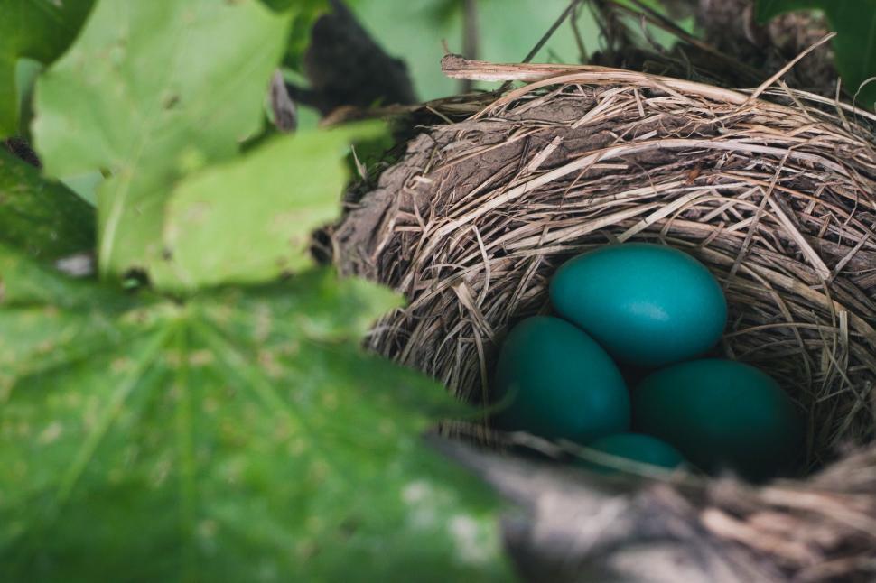 Free Image of Bird Nest With Three Blue Eggs 