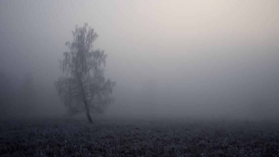 Free Image of Lone Tree Standing in Foggy Field 