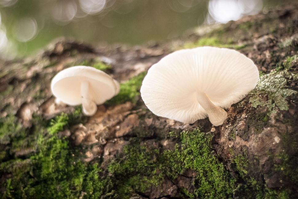 Free Image of White Mushrooms Resting on Tree 