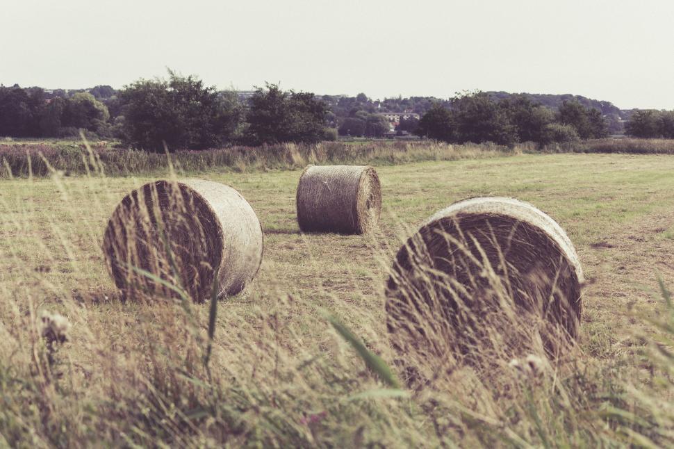 Free Image of Hay Bales in a Field With Trees 