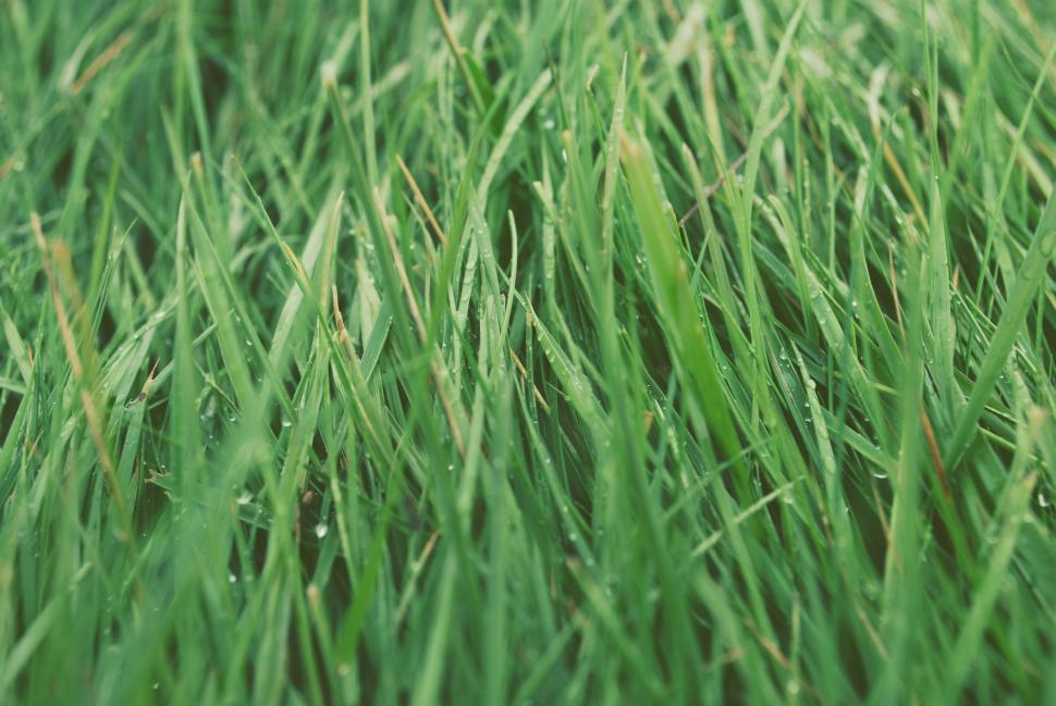 Free Image of Close Up of Green Grass With Water Droplets 