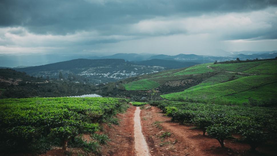 Free Image of Dirt Road Cutting Through Tea Plantation 