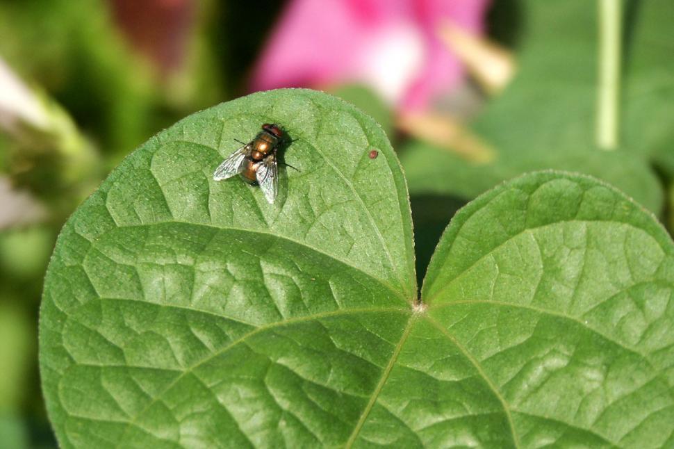 Free Image of fly on a leaf 